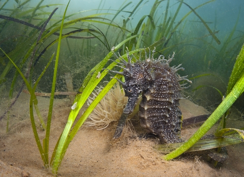 A female spiny seahorse (Hippocampus guttulatus) shelters in a meadow of common eelgrass (Zostera marina).