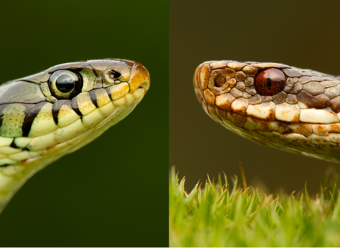 Identify UK snakes | The Wildlife Trusts
