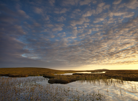 Peatland solutions | The Wildlife Trusts