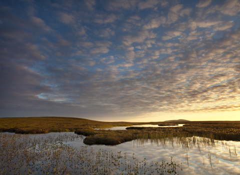 Bogbean growing on a bog peatland at dawn