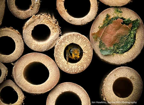 bee hotel