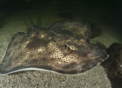 Blonde ray | The Wildlife Trusts