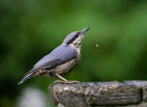 Two birds sitting at opposite sides of a bird bath, after clearly having taken a drink 