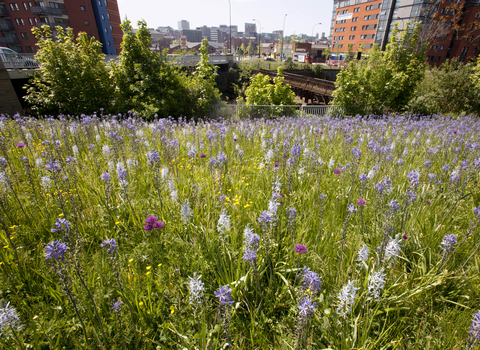 Roadside wildflowers