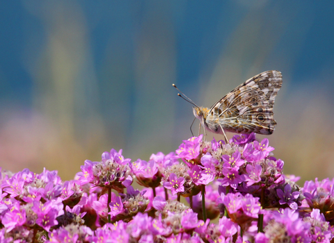 Painted lady