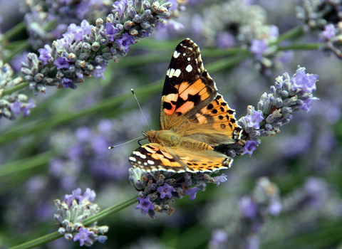Painted lady