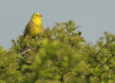 Yellowhammer in a hawthorn hedgerow