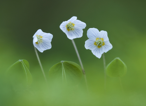 Wood sorrel