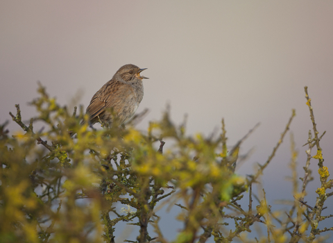 Dunnock singing from a hedge
