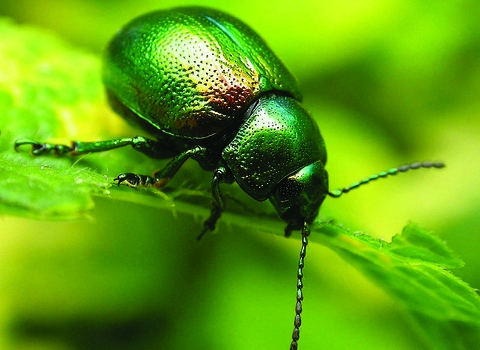 Tansy beetle