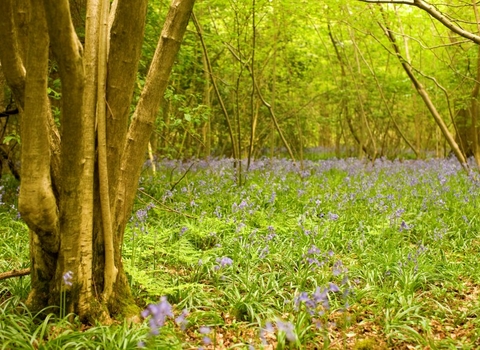 Wayland Wood