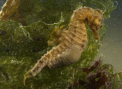Seahorse for Steph page