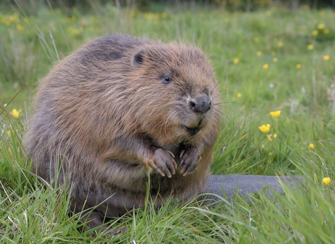 Beaver for Steph page