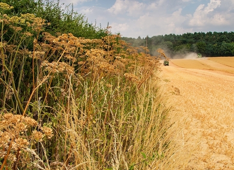 Jordans Farm Partnership Oat harvest  © Matthew Roberts