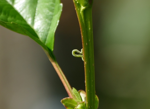 inchworm