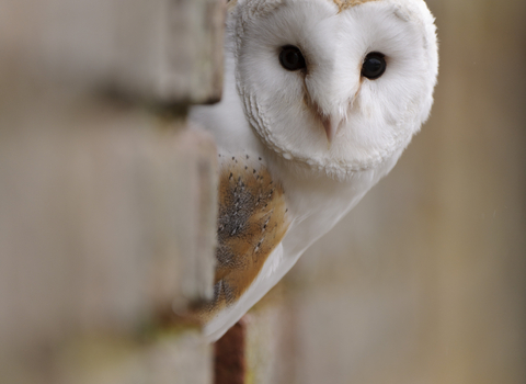 Barn owl