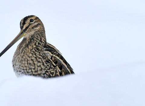 A snipe in the snow