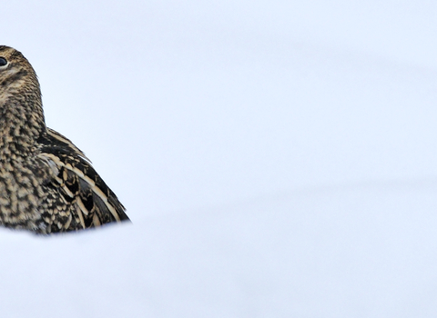 A snipe in the snow