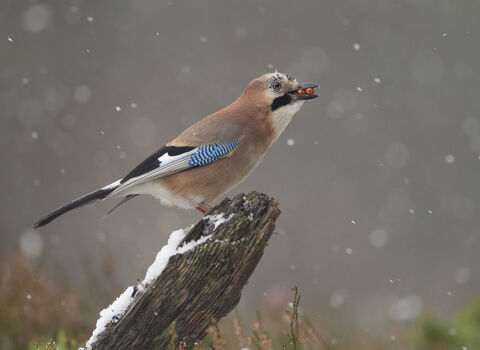 Jay gathering food to store for winter