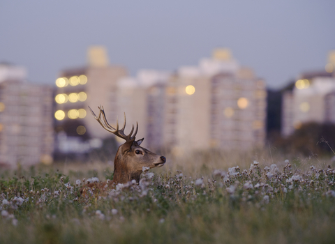 Urban red deer