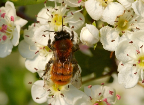 tawny minging bee