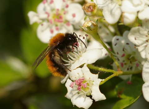 tawny mining bee