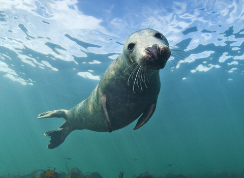 Grey seal underwater