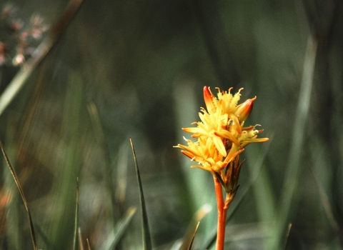 Bog asphodel 