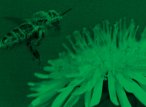 Action for Insects_header