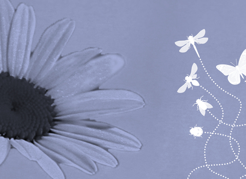 AFI header
