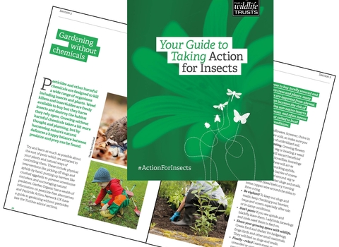 Action for Insect_home guide