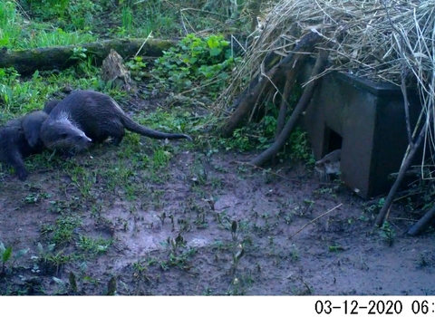 Otter trail cam