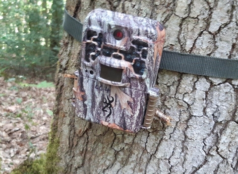 A camera trap on a tree