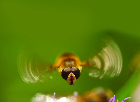 Hoverfly © Dan Edwards