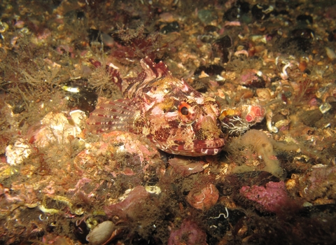 Long spined sea scorpion