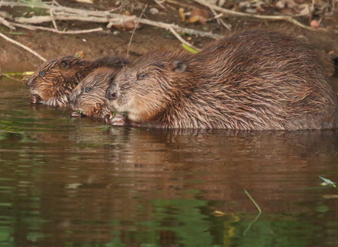 Beaver and kits on River Otter