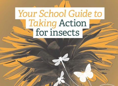 Action for Insects School Guide front page