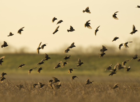 A flock of starlings
