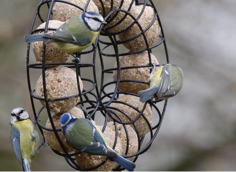 Blue tits by Vine House Farm