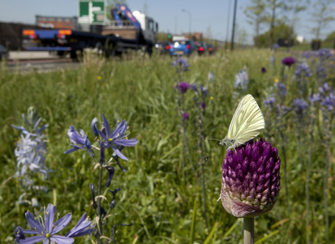 A Sheffield roadside © Paul Hobson