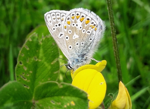 Common Blue butterfly