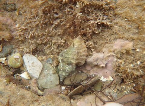 Oyster drill | The Wildlife Trusts