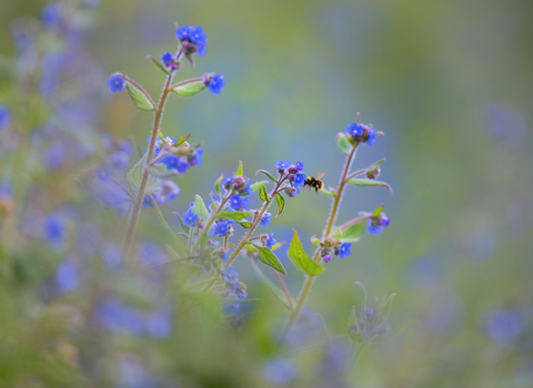 bee