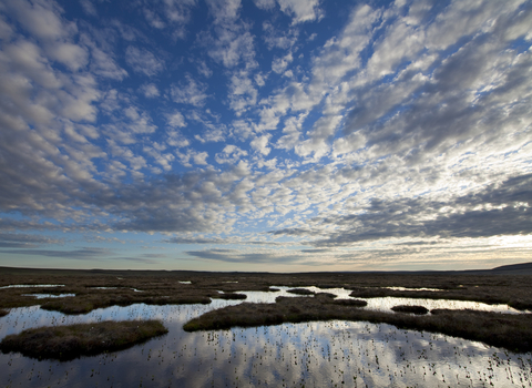 PEATLAND