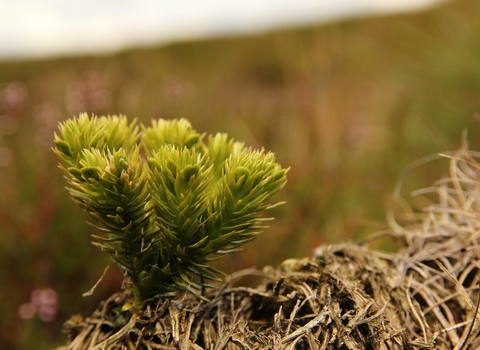 Fir clubmoss, Wildlife Trusts