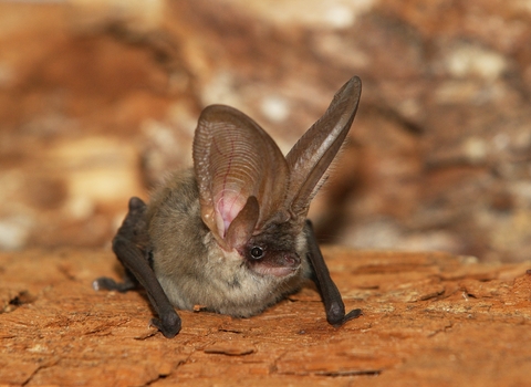 Grey-long eared bat