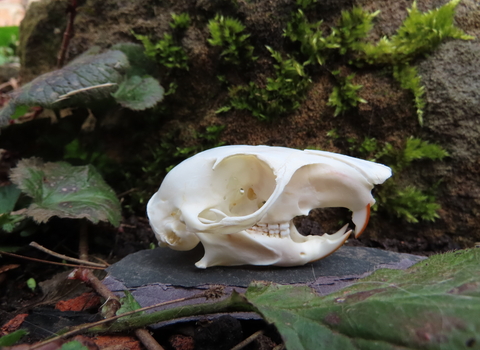 Grey squirrel skull