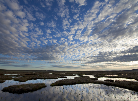 Peat bog