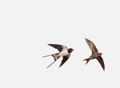 swift and swallow