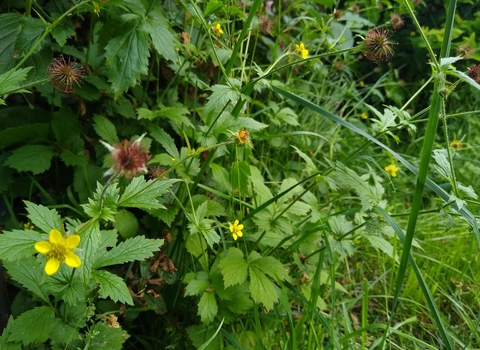 wood avens